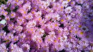 Астра ново-английская или американская. Symphyotrichum novae-angliae.