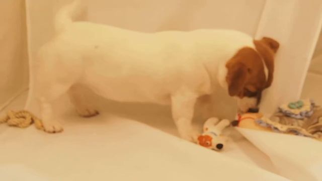 Тильда Милашка. Джек рассел терьер смотреть онлайн