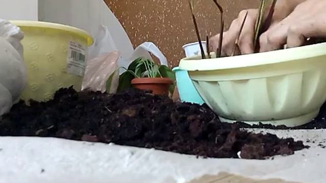 пересадка, омоложение, черенкование калатеи смотреть онлайн