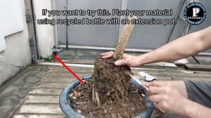 ACACIA TREE BONSAI EXPOSE ROOT + bonsai tips and tutorial