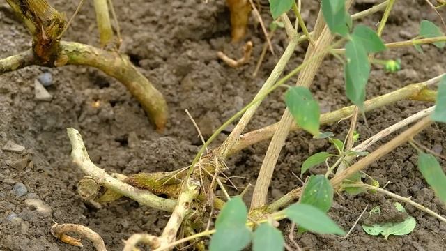 Grow flowers and vegetables in the garden with your wife, build a farm, live with nature смотреть онлайн