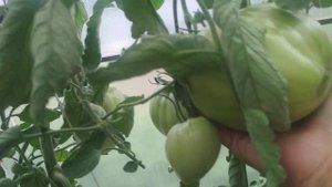 Томат Сахарная Настасья.