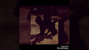 Русский черный терьер. Минусы породы