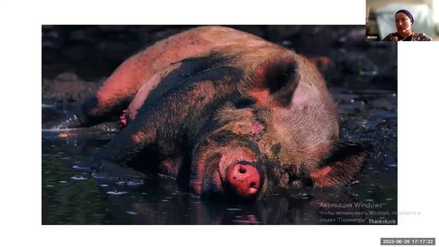 Дерех Ашем рабанит Лилах Лея Лагрански Тема: Не подкладывайте мне свинью #рекомендации #1k #1millio смотреть онлайн