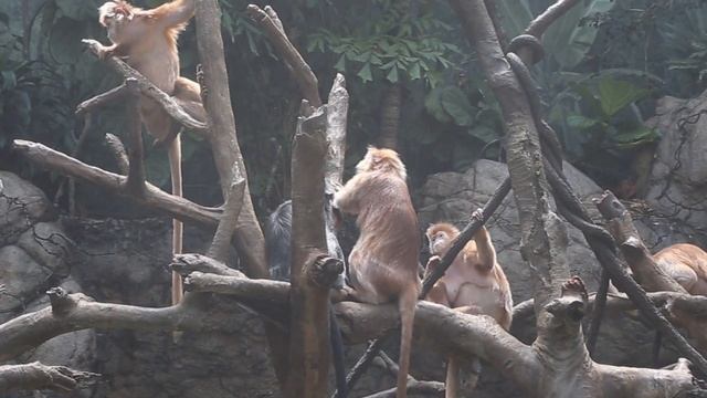 США: Нью-Йорк, зоопарк в Бронксе / NYC: Bronx Zoo смотреть онлайн