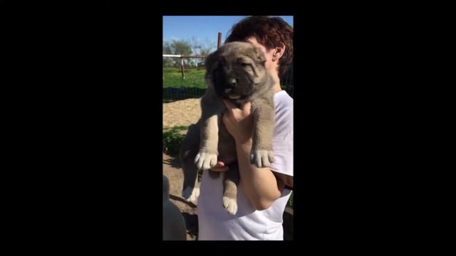 Ия родилась)). Среднеазиатская овчарка. смотреть онлайн