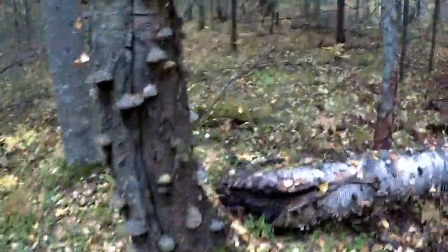 Вылазка в тайгу! _ 17 сентября 2019 смотреть онлайн