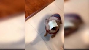 Смешные Видео С Животными ? ?