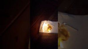 Как правильно жечь туалетную бумагу