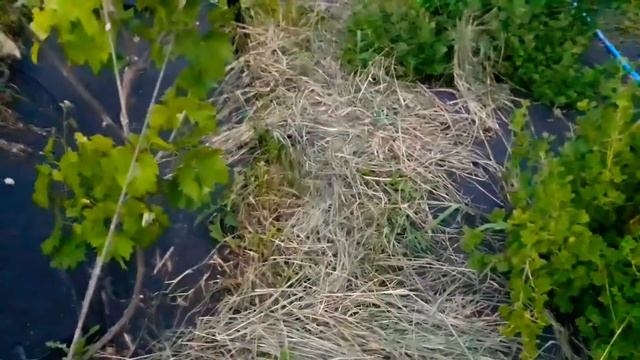 Неужели соседи льют отраву мне на огород? смотреть онлайн