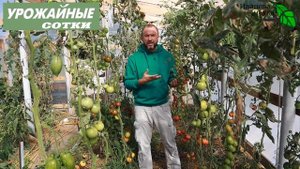 Сохранение пасынков томата до следующего сезона. Размножение гибридов F1.