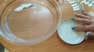 ПОМИДОРЫ, ОТ ПОСЕВА ДО ВСХОДОВ