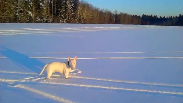 21 декабря 2016 г. Полярный бультерьер) смотреть онлайн