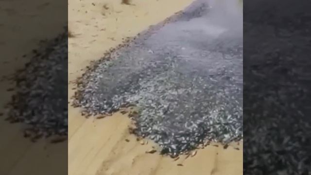 Рыбы помогaют течь реке по засохшему руслу!? смотреть онлайн