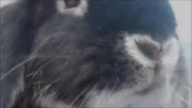 ЛПХ "Храбрый заяц" , наши носики смотреть онлайн