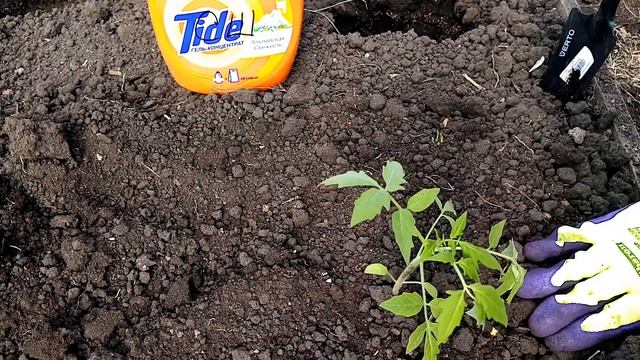 Высаживаю томаты в теплицу, обзор рассады, вопрос к зрителям смотреть онлайн