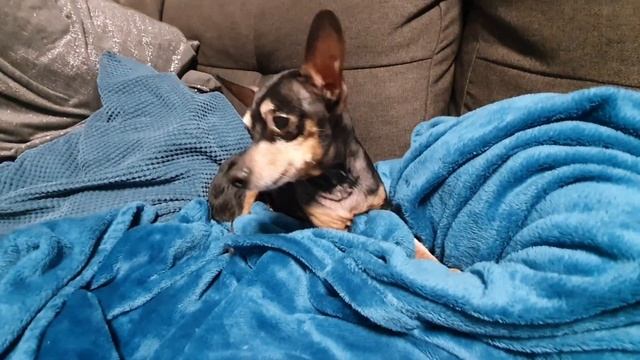 Влог/ С Никай к Ветеренару/ Алина готовит Кесадилья/Quesadilla /Мексиканское блюдо/Жизнь в Германии смотреть онлайн