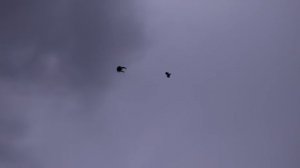 Голуби Донецка.  Олега Браги.