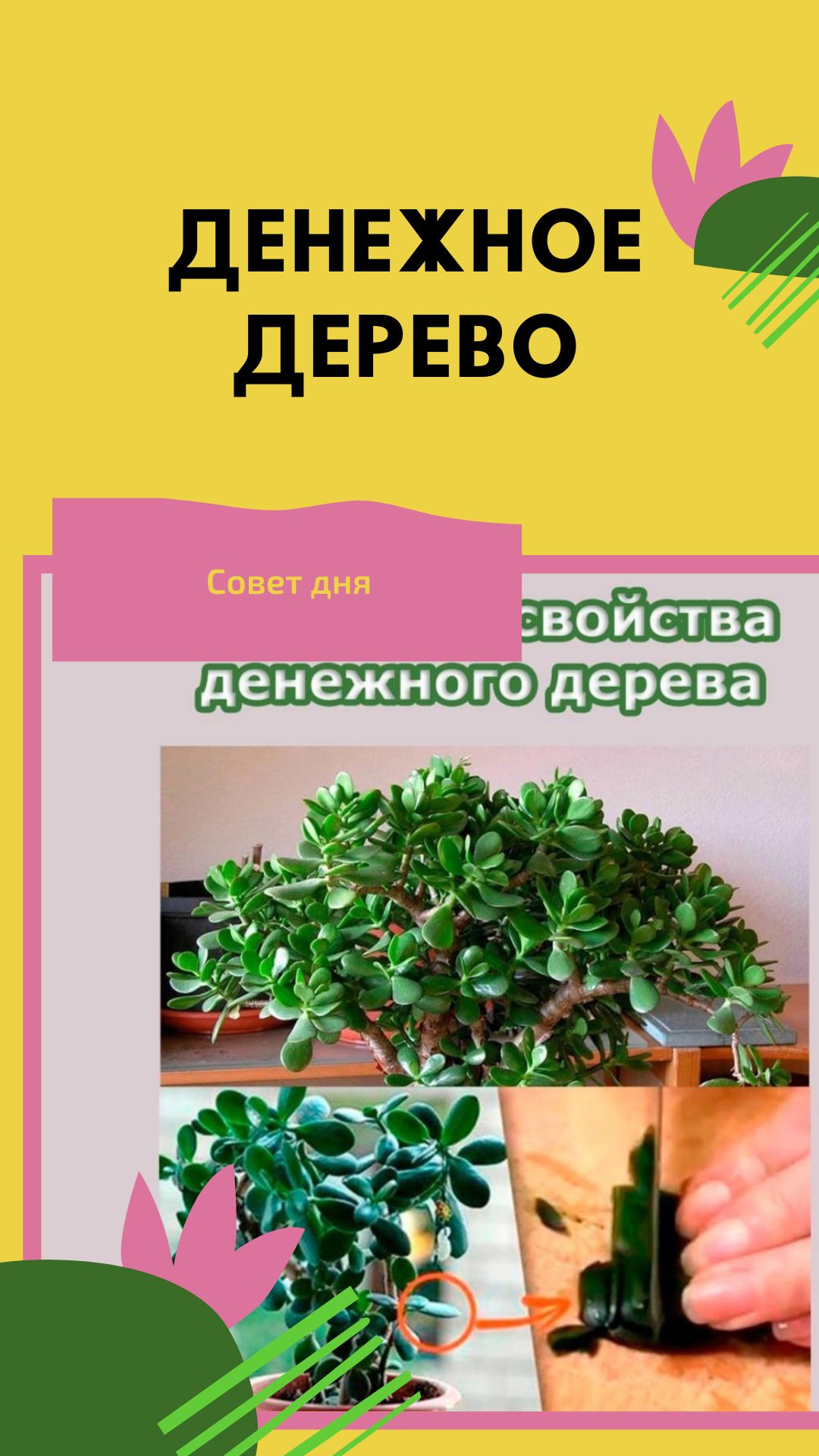 Как выращивать денежное дерево. Обрезка толстянки
