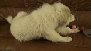 Пиренейский волкодав