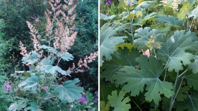 Самые красивые растения для украшения забора на даче. Посадите эти цветы возле забора! смотреть онлайн