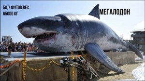 СРАВНЕНИЕ РАЗМЕРОВ ВЫМЕРШИХ ЗВЕРЕЙ!