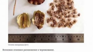 Дерево жакаранда Выращивание из семян в домашних условиях Уход и размножение