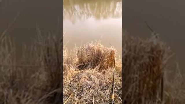 Канадский сом смотреть онлайн