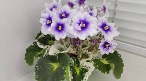 Фиалка Р-Дурман