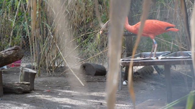 САФАРИ-ПАРК В ИЗРАИЛЕ/ ЗООПАРК В ГОРОДЕ РАМАТ-ГАН/ ВОТ ЭТО ДА! / ВОСТОРГ ОТ ЖИВОТНЫХ смотреть онлайн