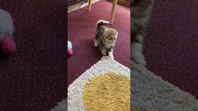 Golden tabby British Shorthair