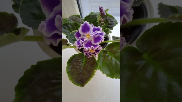 фиалки. сенполии. цветение. 23 ноября 2022 смотреть онлайн