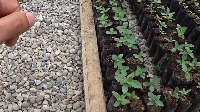 Почему ЦИННИЮ выращиваем на камне❓ Удержать рост рассады? Эксперимент ?️ смотреть онлайн