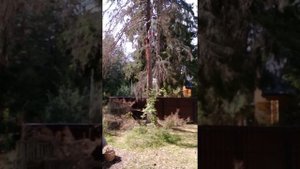 Валка - спил высохшего дерева сверху вниз - Питер 89633433018