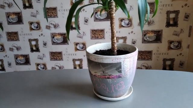 Юкка, которая сломалась на 2 части. Спустя 6 месяцев... смотреть онлайн