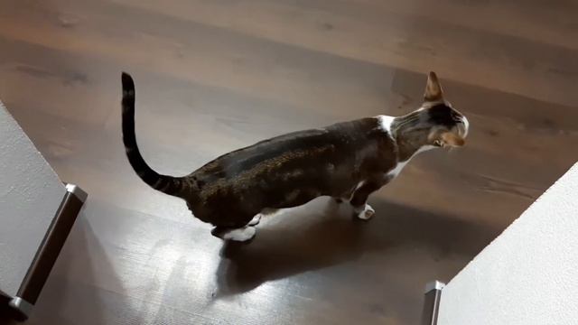 Funny Cat Compilation🤪 Oriental Cat| 🇬🇧 Subs| Ориентальный кот Геша