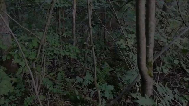 Подосиновики. Подмосковье. 2021 смотреть онлайн