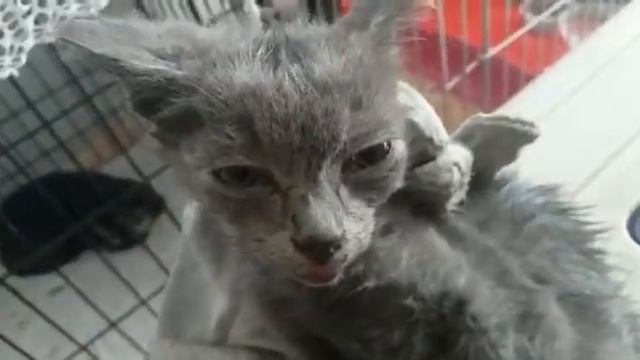 Блохи высосали из Котенка всю кровь! смотреть онлайн