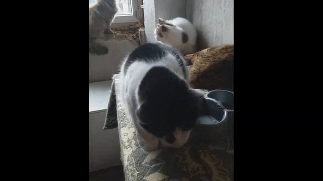 Всемирный день кошек! Кошкин дом. Часть № 2 смотреть онлайн