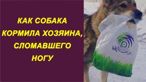 Как собака кормила хозяина сломавшего ногу.