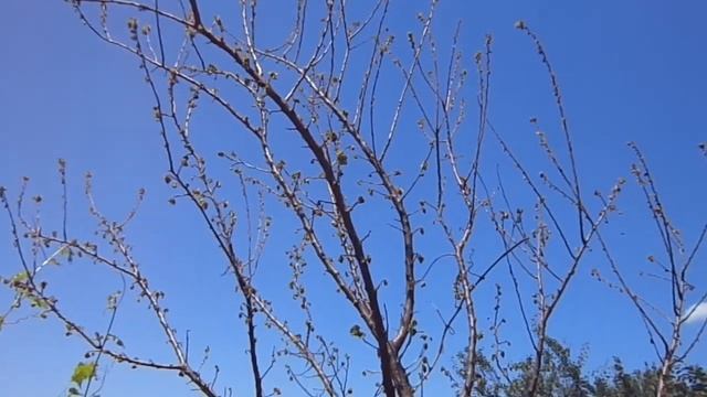 Абрикос, жардель, дерево - дикое или прививаное смотреть онлайн