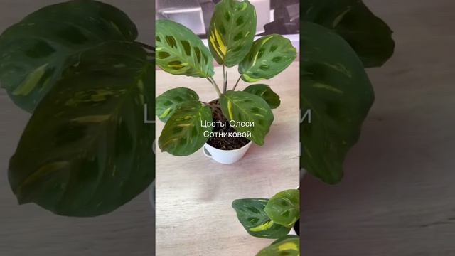 Maranta Leuc. bont variegata