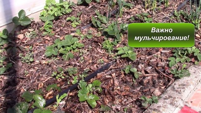 Клубника весной.  Чем удобрить?!