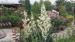 Юкка садовая в моём саду