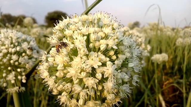 Lumia-ing!! Excel and enhanced Pixels not needed anymore, amazing camera !! смотреть онлайн