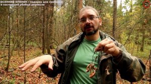 Осенний опенок - убийца леса! www.grib.tv