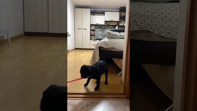 Мопсик Боб заигрывает с Томом. смотреть онлайн