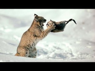РЫСИ - Хорошо утепленные кошки на снегоступах гоняют койотов и ловят оленей!