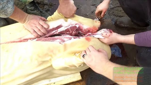 Разделка туши кабана от А до Я смотреть онлайн