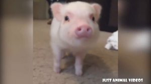 CUTE MICRO PIG | MINI PIG VIDEO Compilation